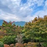 冬桜の宿 神泉