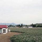 美瑛 旅の宿 陽だまり