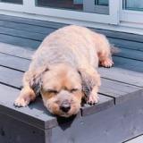 DogCottageOTTO
