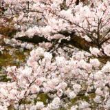 お寺で過ごすやすらぎのひととき 明石寺 大日屋旅館