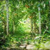 里の箱庭Lodge365