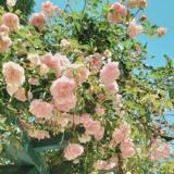 小さな森のオーベルジュ 花の森クラリス