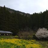 宿 田の花