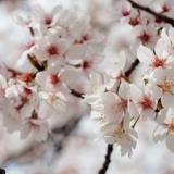 加賀料理の宿 山中温泉 すゞや今日楼