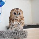 HOTEL OWL Tokyo