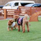 愛犬と泊まれる宿 道後温泉 別邸やすらぎ