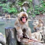 湖畔かけ流しの一軒宿 木戸池温泉ホテル